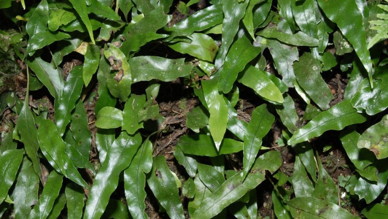 Cây dược liệu cây Ổ sao vẩy ngắn, Ráng vi quần vẩy ngắn - Microsorum buergerianum (Miq.) Ching
