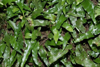 Cây dược liệu cây Ổ sao vẩy ngắn, Ráng vi quần vẩy ngắn - Microsorum buergerianum (Miq.) Ching