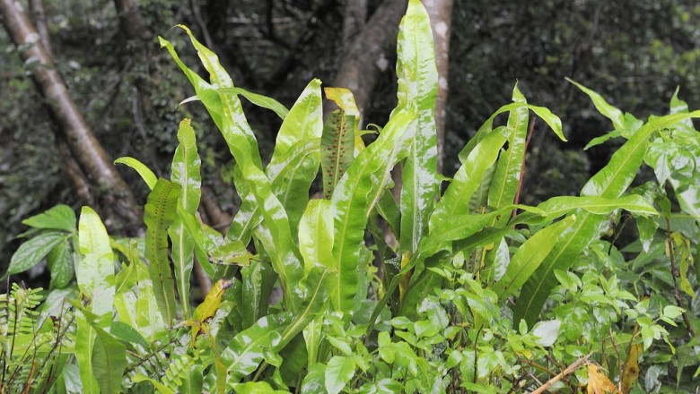 Cây dược liệu cây Ổ sao dãy, Thạch kiếm, ổ nang nhỏ Fortune - Microsorum fortunei (Moore) Ching