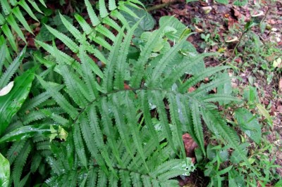 Cây dược liệu cây Quyết lông nhọn, Dớn nhọn - Cyclosorus acuminatus (Hontt.) Nakai