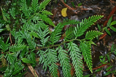 Cây dược liệu cây Quyển bá yếu - Selaginella delicatula (Desv.) Alston (Lycopodium delicatulum Desv)