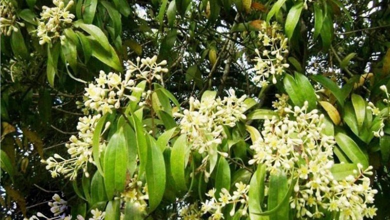 Cây dược liệu cây Quế lá hẹp - Cinnamomum burmanii (Nees et J. Nees) Blume var. angustifolium (Hemsl.) Allen
