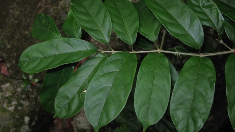 Cây dược liệu cây Quả ngọt, Dây quả ngọt - Mappianthus iodoides Hand. - Mazz