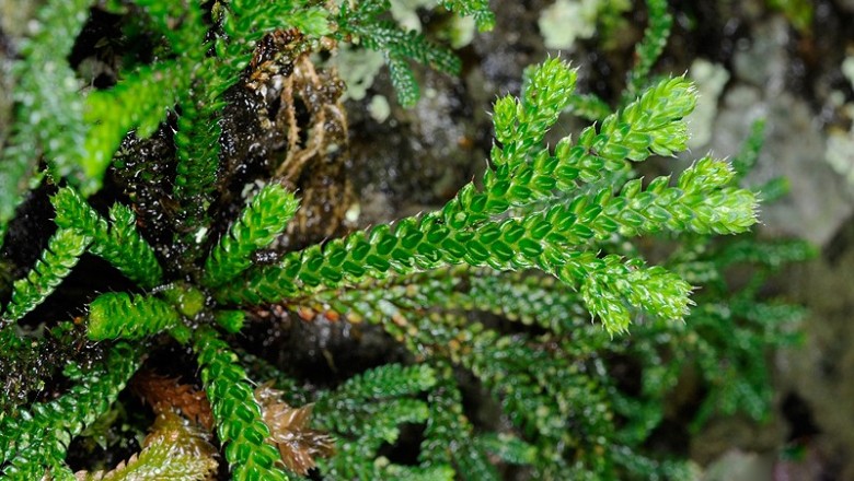 Cây dược liệu cây Quyển bá, cây Chân vịt, Trường sinh thảo - Selaginellia tamariscina (Beauv.) Spring
