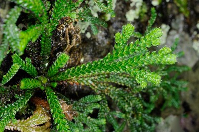 Cây dược liệu cây Quyển bá, cây Chân vịt, Trường sinh thảo - Selaginellia tamariscina (Beauv.) Spring