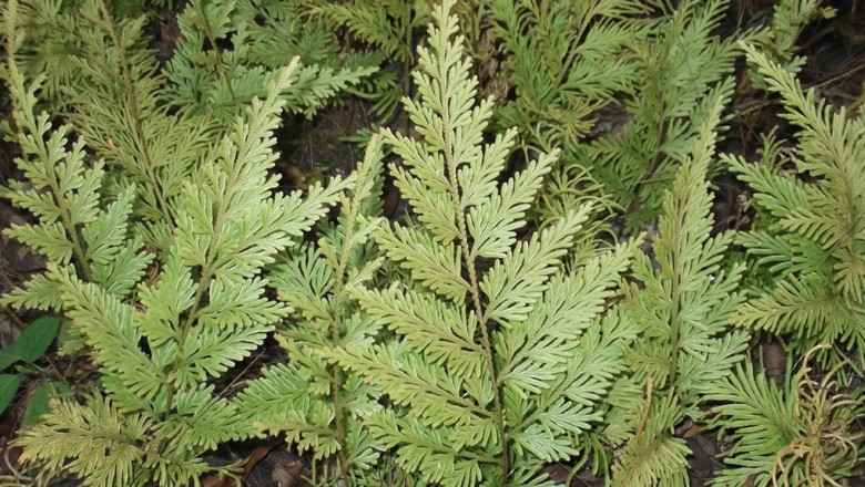 Cây dược liệu cây Quyển bá quấn - Selaginella involvens (Sw.) Spring (Lycopodium involvens Sw.)