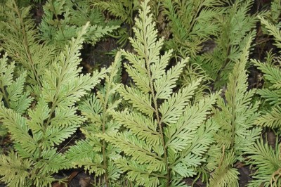 Cây dược liệu cây Quyển bá quấn - Selaginella involvens (Sw.) Spring (Lycopodium involvens Sw.)