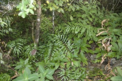 Cây dược liệu cây Quyết lưới dày sáng, Cây cúc áo, Ráng thư hùng sáng - Phymatosorus lucidus (Roxb.) Pic. - Serm. (Polypodium lucidum Roxb.)