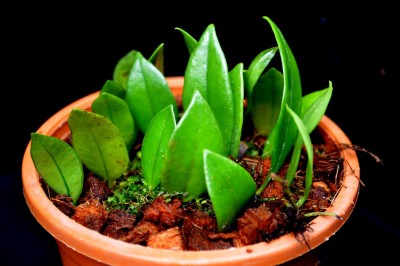 Cây dược liệu cây Quyết ấp đá lá nạc, Vỏ ốc, Vẩy ốc lá dày - Lemmaphyllum carnosum (J.Sm. ex Hook.) Presl