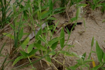 Cây dược liệu cây Quyển trục thảo, Thuân - Thuarea involuta (Forst.) R. Br. ex Roem. et Schult