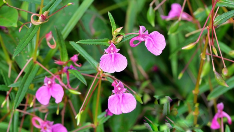 Cây dược liệu cây Phượng tiên Trung Quốc, Móng tai Tàu - Impatiens chinensis L