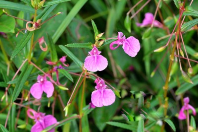 Cây dược liệu cây Phượng tiên Trung Quốc, Móng tai Tàu - Impatiens chinensis L