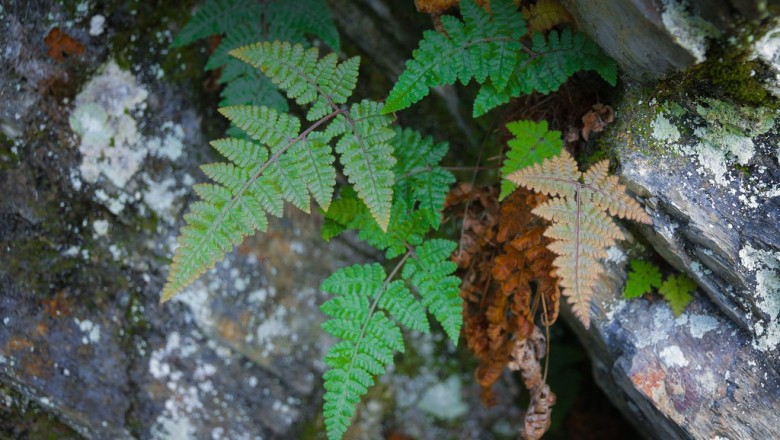 Cây dược liệu cây Quyết chân phù, Ráng hạ có răng - Hypodematium crenatum (Forssk.) Kuhn (Polypodium crenatum Forssk.)