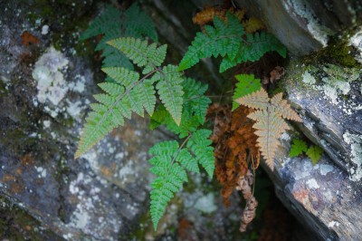Cây dược liệu cây Quyết chân phù, Ráng hạ có răng - Hypodematium crenatum (Forssk.) Kuhn (Polypodium crenatum Forssk.)