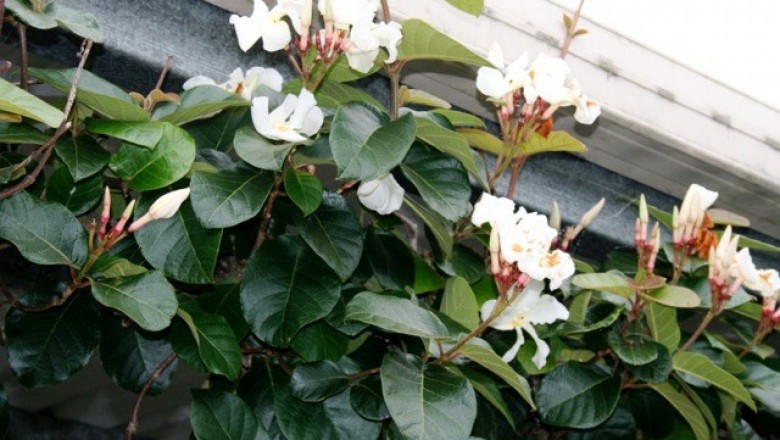 Cây dược liệu cây Quặn hoa Grandier, Dây thuốc - Chonemorpha grandieriana Pierre ex Spire