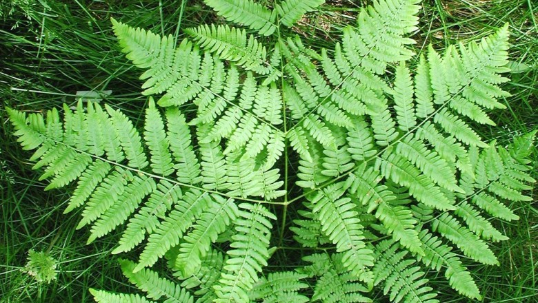Cây dược liệu cây Quyết, Ráng đại dực - Pteridium aquilinum (L.) Kuhn (Pteris aquilina L.)