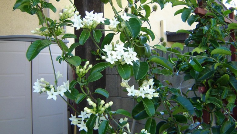 Cây dược liệu cây Quặn hoa vòi lông - Chonemorpha eriostylis Pit