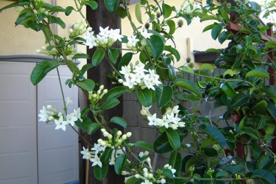 Cây dược liệu cây Quặn hoa vòi lông - Chonemorpha eriostylis Pit