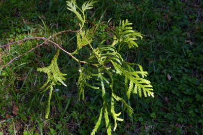 Cây dược liệu cây Pơmu - Fokienia hodginsii (Dunn) A. Henry et Thomas