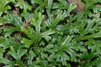 Cây dược liệu cây Quyển bá xanh lục - Selaginella doederleinii Hieron