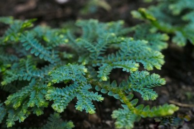 Cây dược liệu cây Quyển bá móc - Selaginella uncinata (Desv.) Spring