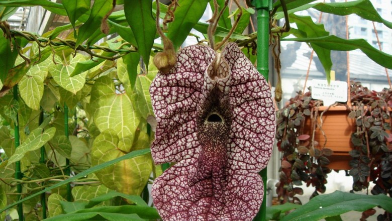 Cây dược liệu cây Quảng phòng kỷ, Phòng kỷ, Mộc phòng kỷ, thủy phòng kỷ - Aristolochia westlandii Hemsl