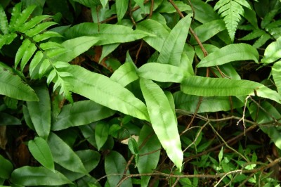 Cây dược liệu cây Quyết trăng non ba lá, Cây mũi chông - Pronephrium triphyllum (Sw.) Holttum (Abacopteris triphylla (Sw.) Ching, Meniscium triphyllum Sw.)