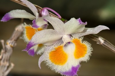 Cây dược liệu cây Phương dung, Thạch hộc môi răng, Hoàng thảo - Dendrobium devonianum Paxt