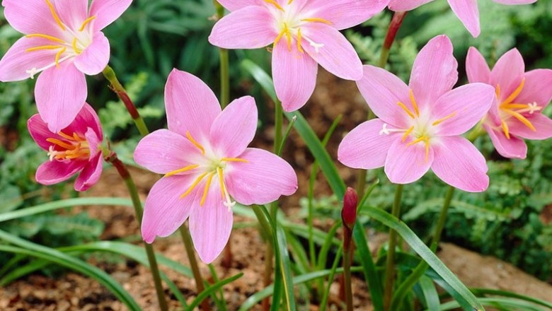Cây dược liệu cây Phong vũ hoa, Tóc tiên hồng to - Zephyranthes grandiflora Lindl