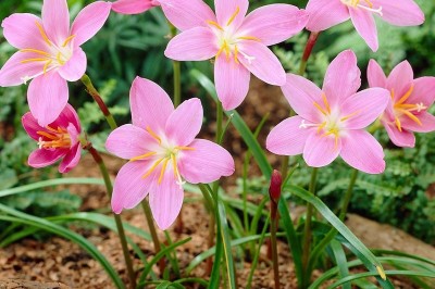 Cây dược liệu cây Phong vũ hoa, Tóc tiên hồng to - Zephyranthes grandiflora Lindl