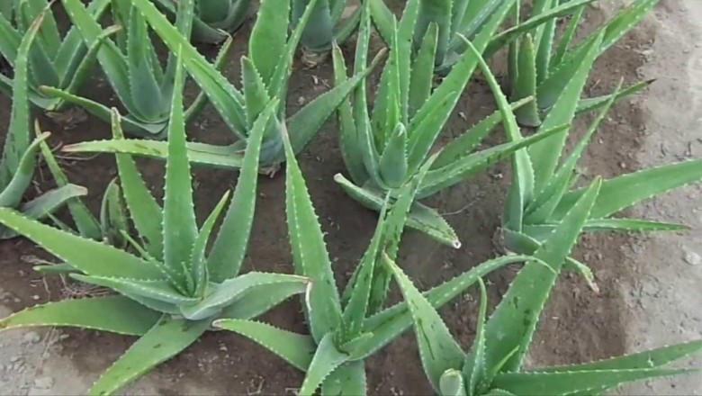 9 công dụng tuyệt vời của cây Lô Hội bạn không thể bỏ qua