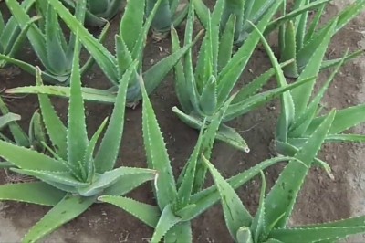 9 công dụng tuyệt vời của cây Lô Hội bạn không thể bỏ qua