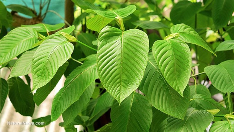 Thai phụ dùng thảo dược kratom làm tăng chứng nghiện ở trẻ sơ sinh