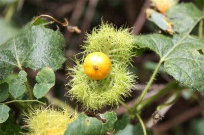 Những công dụng hữu ích của lạc tiên trong các bài thuốc dân gian