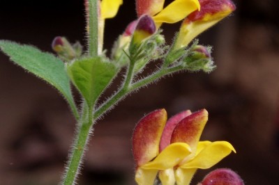 Cây dược liệu cây Quan thần hoa, Vi thắng, Cây dải nhỏ - Microtoena insuavis (Hance) Prain ex Dunn