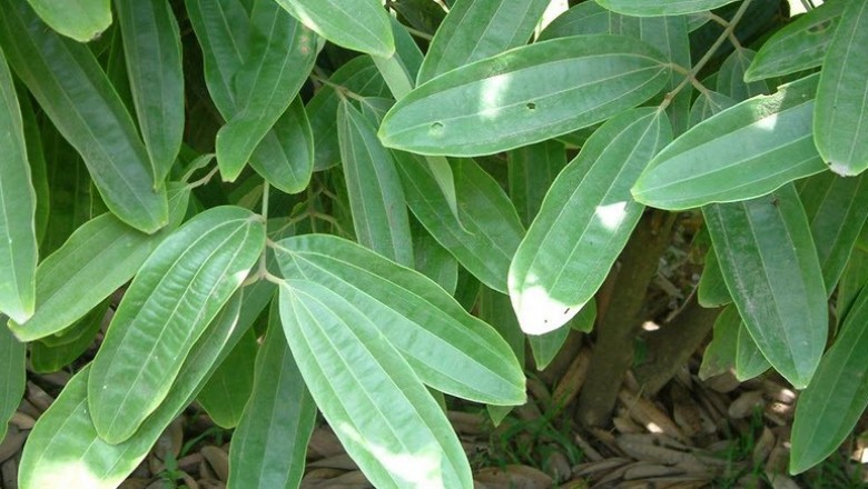 Cây dược liệu cây Quế hương, Quế lá tù, Re gừng, Re bầu - Cinnamomum bejolghota (Buch. - Ham.) Sweet (Laurus bejolghota Buch. -Ham. C. obtusifolium (Roxb.) Nees.)