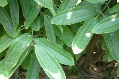 Cây dược liệu cây Quế hương, Quế lá tù, Re gừng, Re bầu - Cinnamomum bejolghota (Buch. - Ham.) Sweet (Laurus bejolghota Buch. -Ham. C. obtusifolium (Roxb.) Nees.)