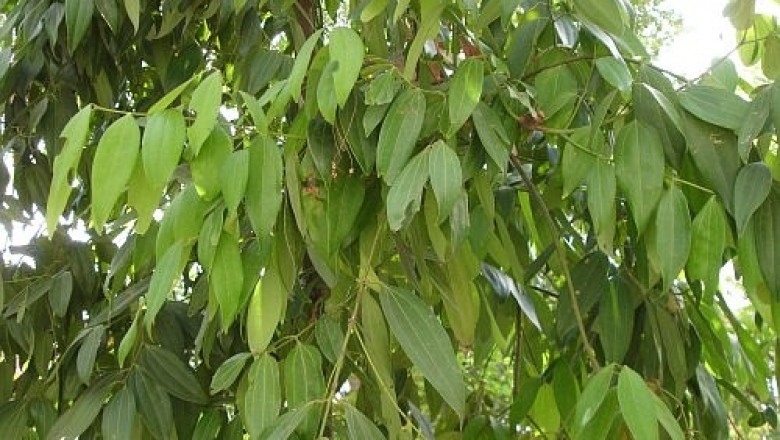 Cây dược liệu cây Quế Bắc bộ - Cinnamomum tonkinensis (Lecomte) A. Chev. (C. albiflorum Nees var. tonkinense Lec.)