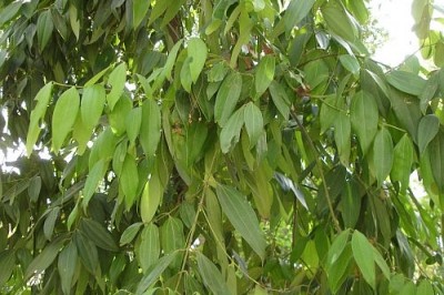 Cây dược liệu cây Quế Bắc bộ - Cinnamomum tonkinensis (Lecomte) A. Chev. (C. albiflorum Nees var. tonkinense Lec.)