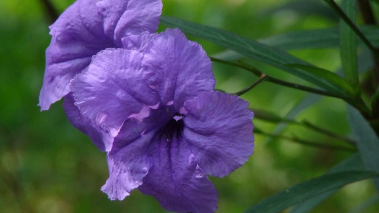 Cây dược liệu cây Quả nổ ống to - Ruellia macrosiphon Kurz