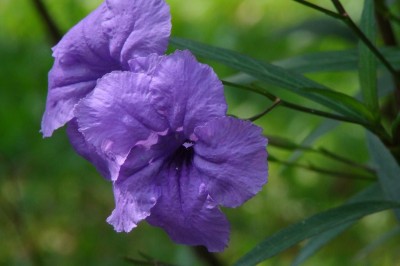 Cây dược liệu cây Quả nổ ống to - Ruellia macrosiphon Kurz