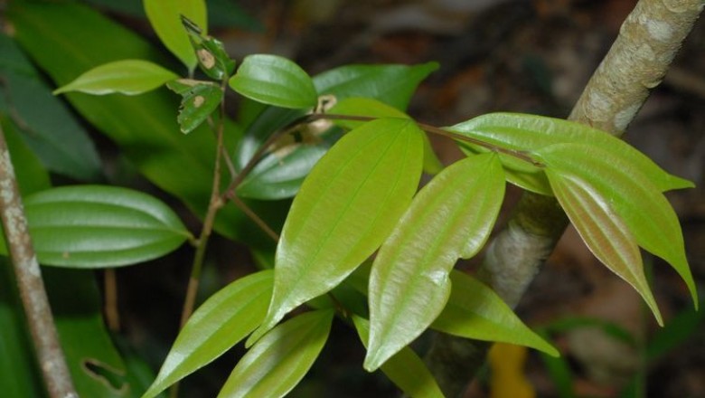 Cây dược liệu cây Quế gân to, Quế thơm - Cinnamomum subavenium Miq. (C. validinevae Hance var. poilanei H. Liou)