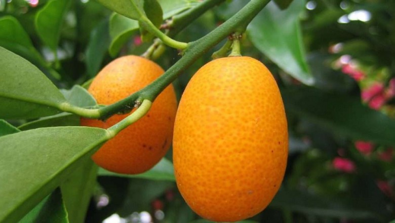 Cây dược liệu cây Quất, Tắc, Hạnh, Kim quất - Fortunella japonica (Thunb.) Swingle (Citrus japonica Thunb.)