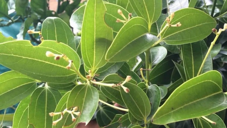 Cây dược liệu cây Quế, Quế đơn, Quế bì - Cinnamomum cassia Presl