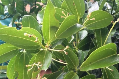 Cây dược liệu cây Quế, Quế đơn, Quế bì - Cinnamomum cassia Presl