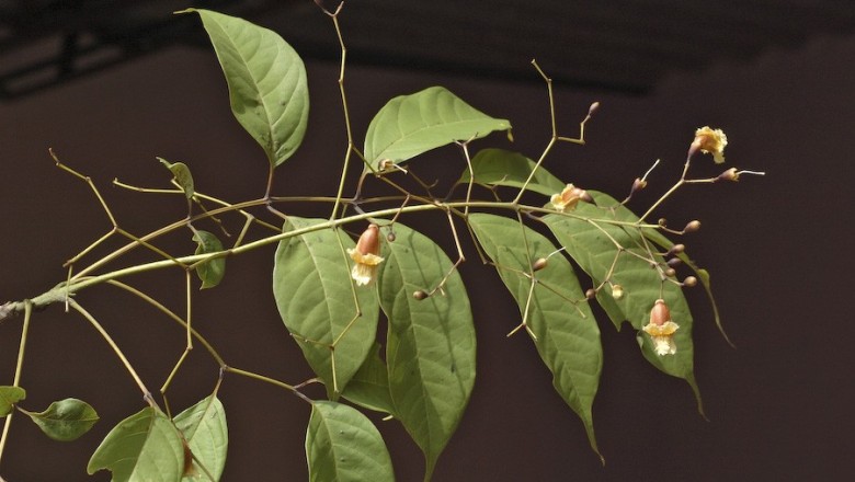 Cây dược liệu cây Quao, Quao núi, Khé - Stereospermum colais (Buch. - Ham. ex Dillwyn) Mabb. (S. letragonum DC.)