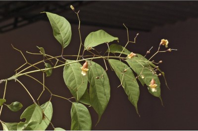 Cây dược liệu cây Quao, Quao núi, Khé - Stereospermum colais (Buch. - Ham. ex Dillwyn) Mabb. (S. letragonum DC.)