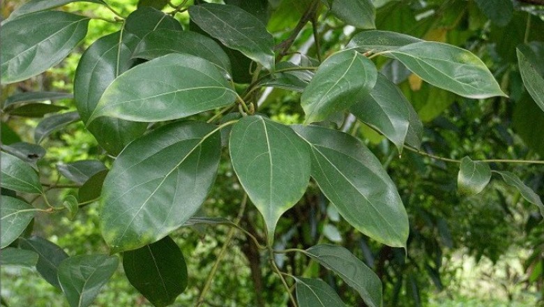 Cây dược liệu cây Quế bạc, Quế bì - Cinnamomum mairei Lévl