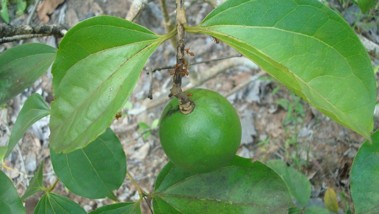 Cây dược liệu cây Quạ quạ - Strychnos nux blanda Hill