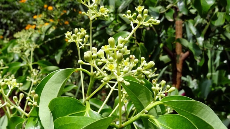 Cây dược liệu cây Quế hoa trắng, Quế tía - Cinnamomum tamala (Buch. - Ham.) Nees et Eberm (Laurus tamala Buch. - Ham.)